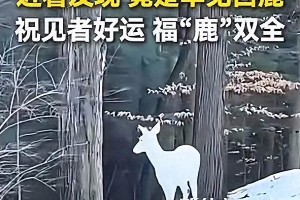 网友偶遇罕见白鹿，童话场景照进现实